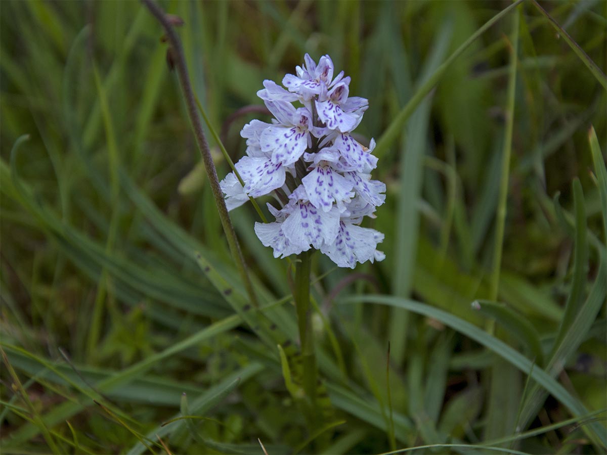 Dactylorhiza maculata